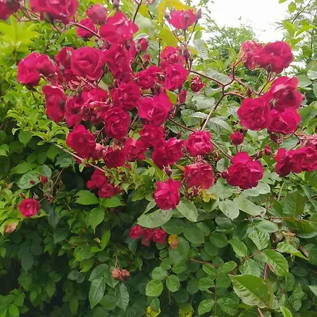 Дом отдыха Casina Manzana