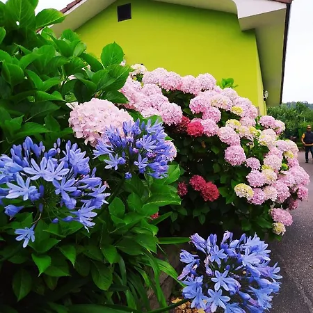 Casina Manzana Villaviciosa (Asturias)
